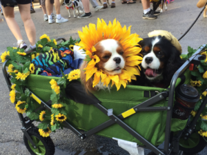 Pooch Parade