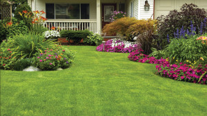 Manicured Spring Summer Residential yard