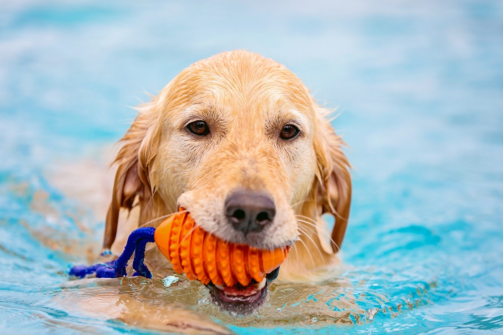 Summertime and Your Dogs: What You Need to Know