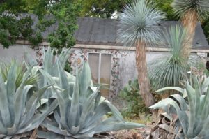 Picture of house in Alamo heights with yucca and southern plants.