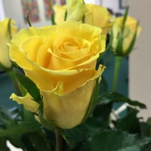 Close-up of yellow roses.