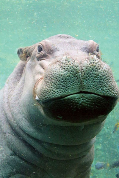 Timothy the hippo