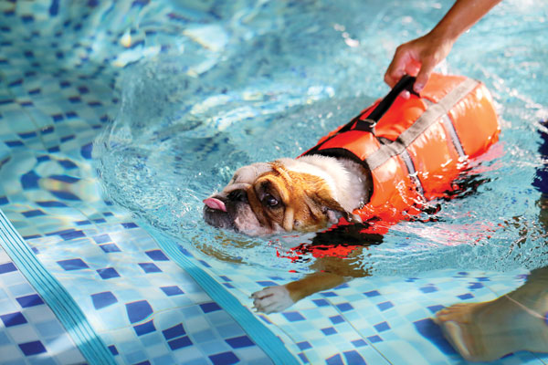 pup swimming with life vest on