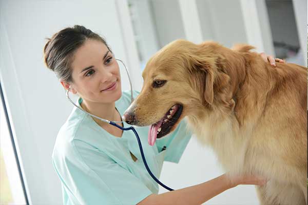 Heartworm Disease