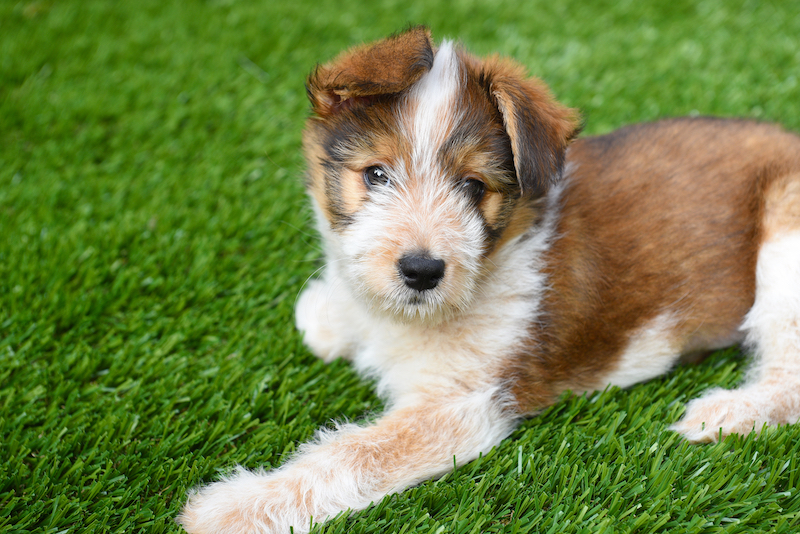 puppy on artificial grass