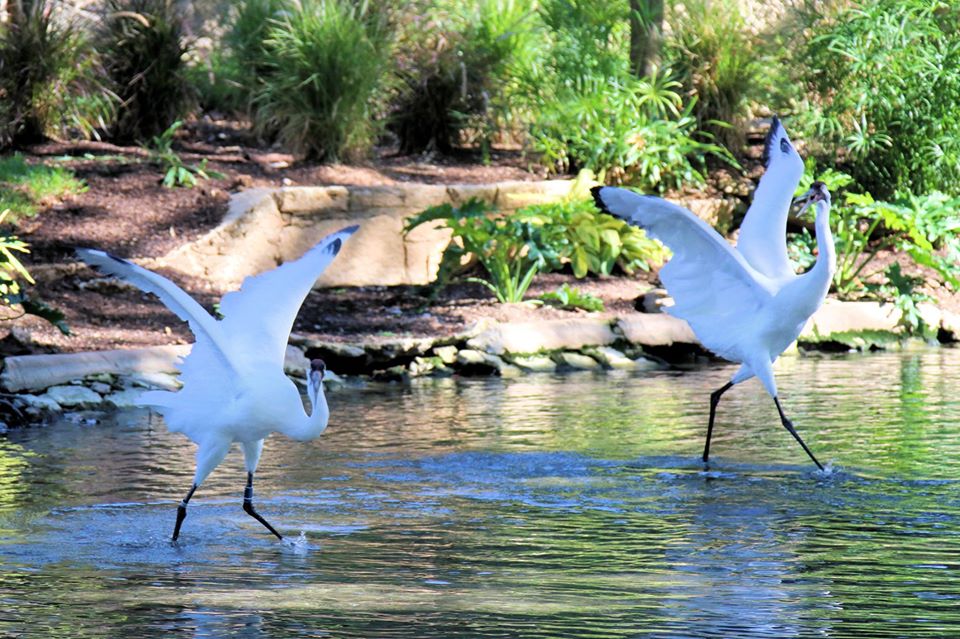 Whooping Cranes 3