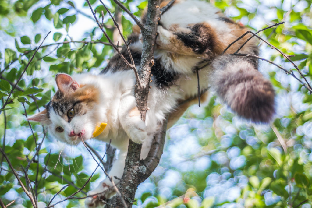 cat in tree