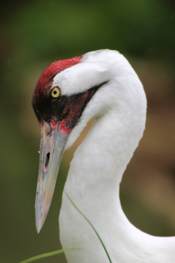 whooping crane