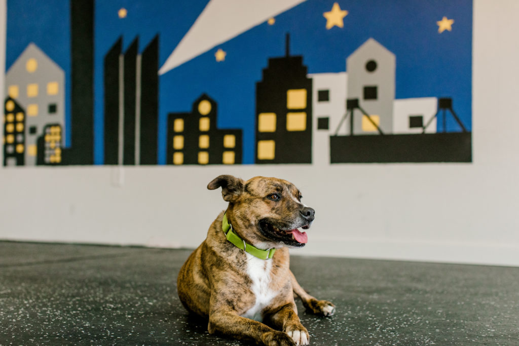 Scout, an Alamo Heights Animal Care Services rescue is seen here at Pup Pup & Away.