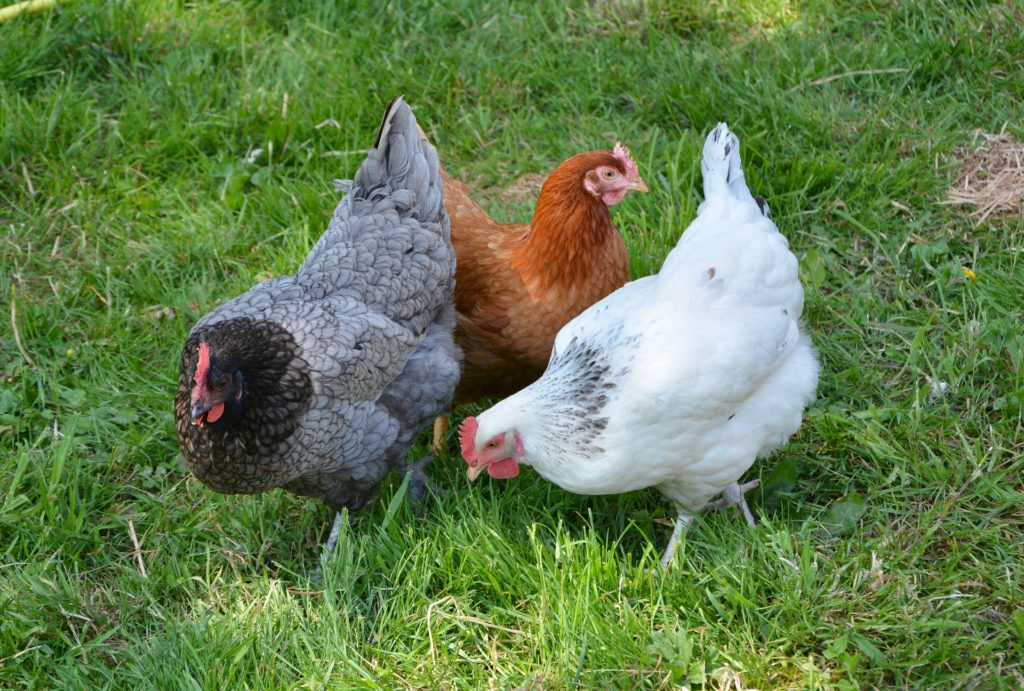 Image of hens in grass