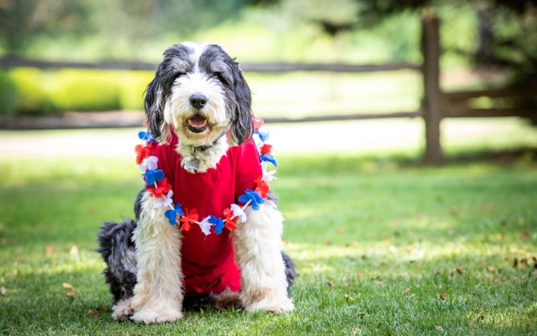 Firework Safety for Pets