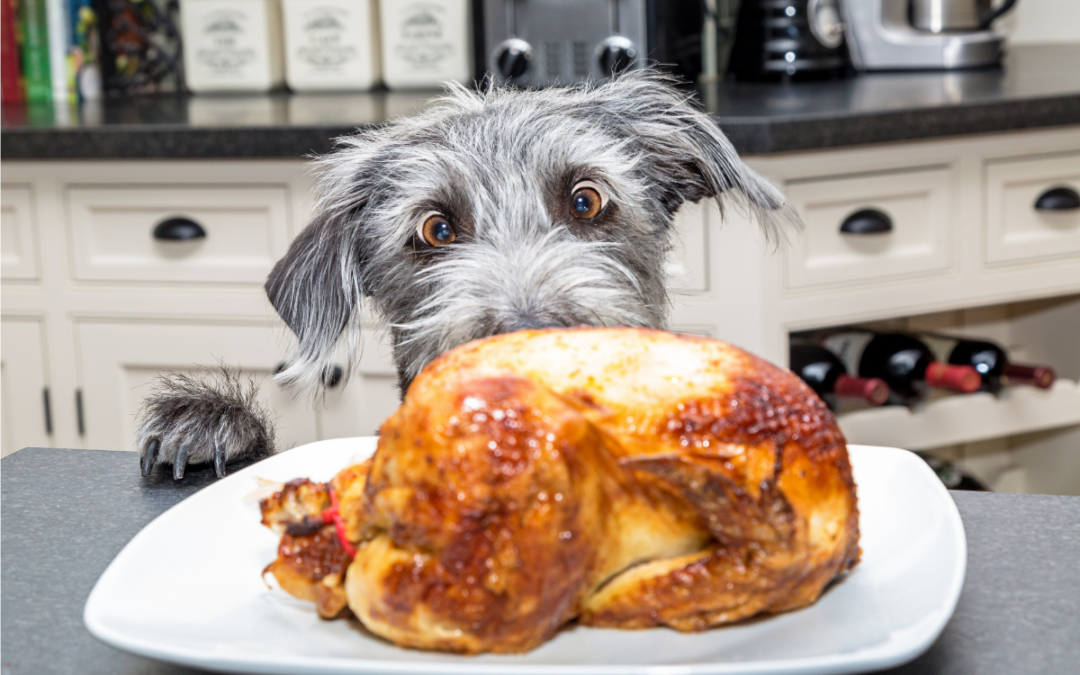 Holiday Food Safety for Dogs: Tips From Your Local Veterinarians