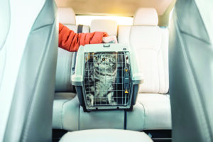 Cat In A Cat Carrier Near The Owner On A Back Seat Of Modern Car