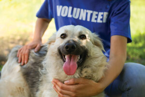 Volunteer With Homeless Dog In Animal Shelter, Closeup