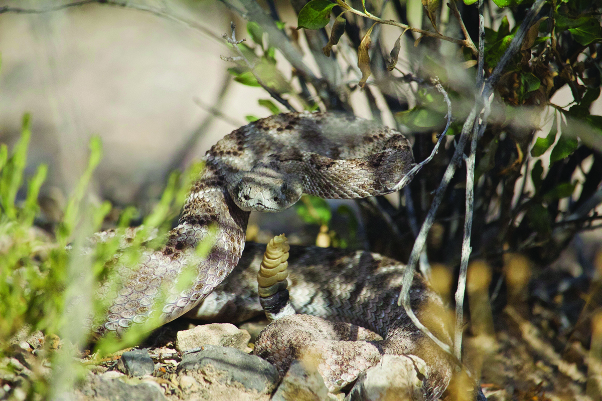 Rattle Snake Ready To Strike On Summer Day, Hidden Under Bush