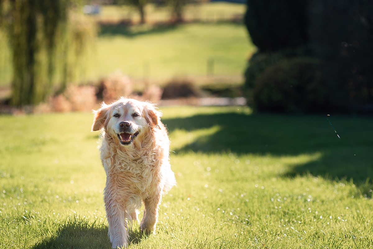 Playful Cute Lovely Adorable Golden Retriever Dog Plays And Runs