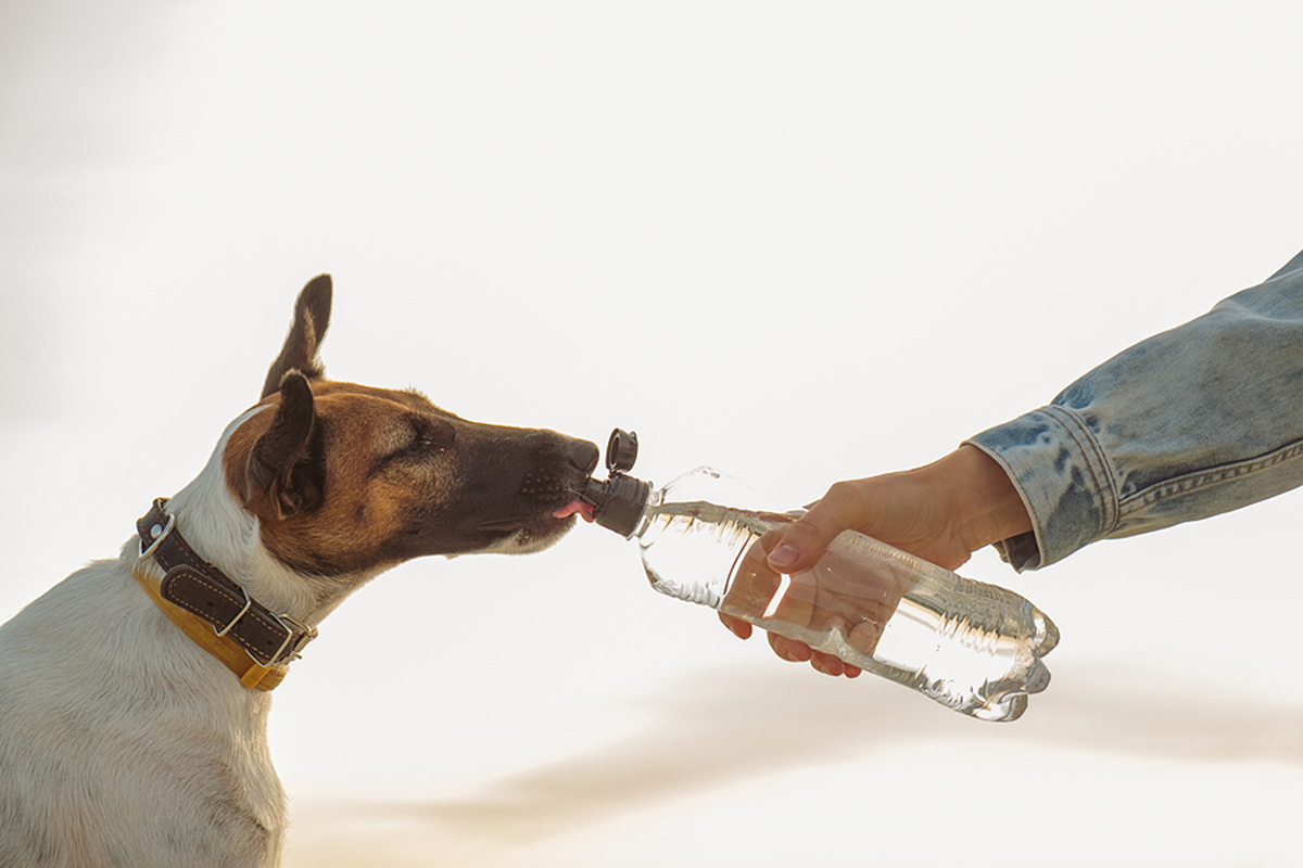 The Pet Owner Gives Water To The Dog On A Hot Summer Day Human