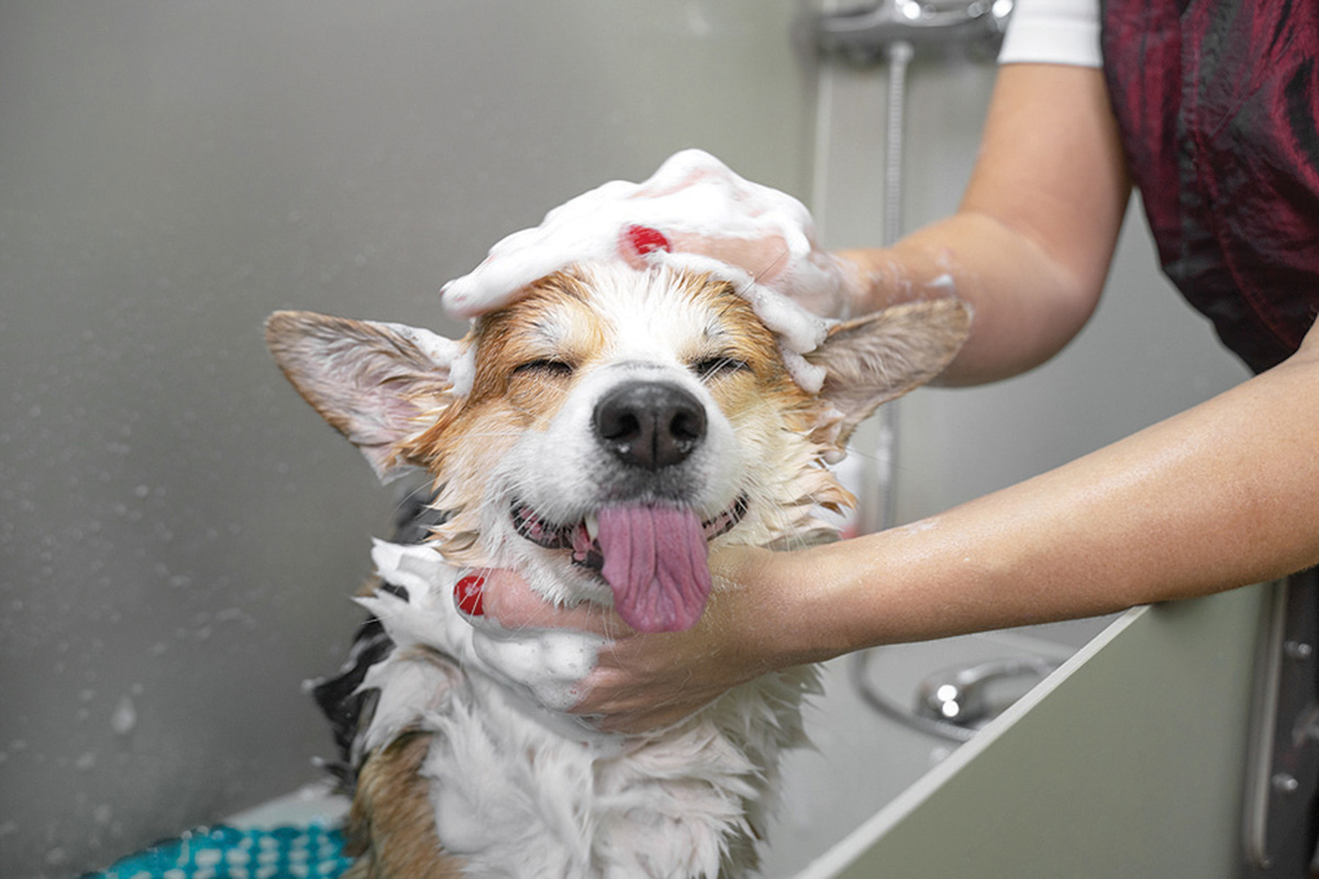 Dog grooming