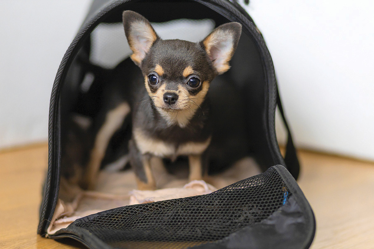 Small Purebred Chihuahua Puppy In A Carrier For Animals Transpo