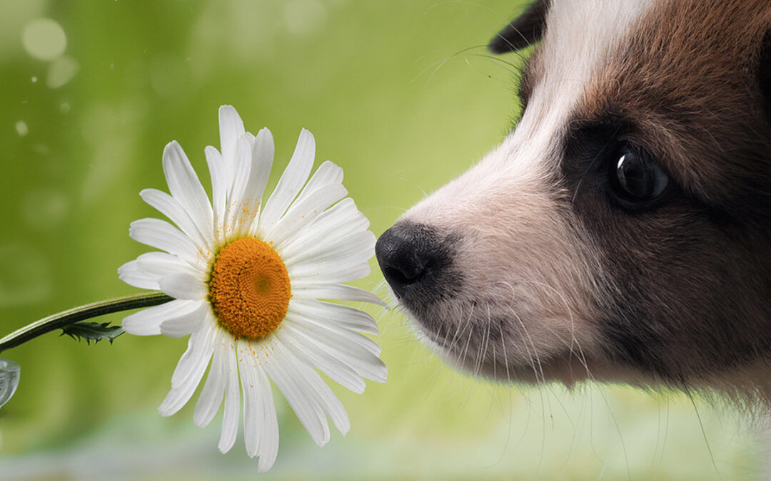 Allergies: Why Spring May Bring  More than Warm Weather