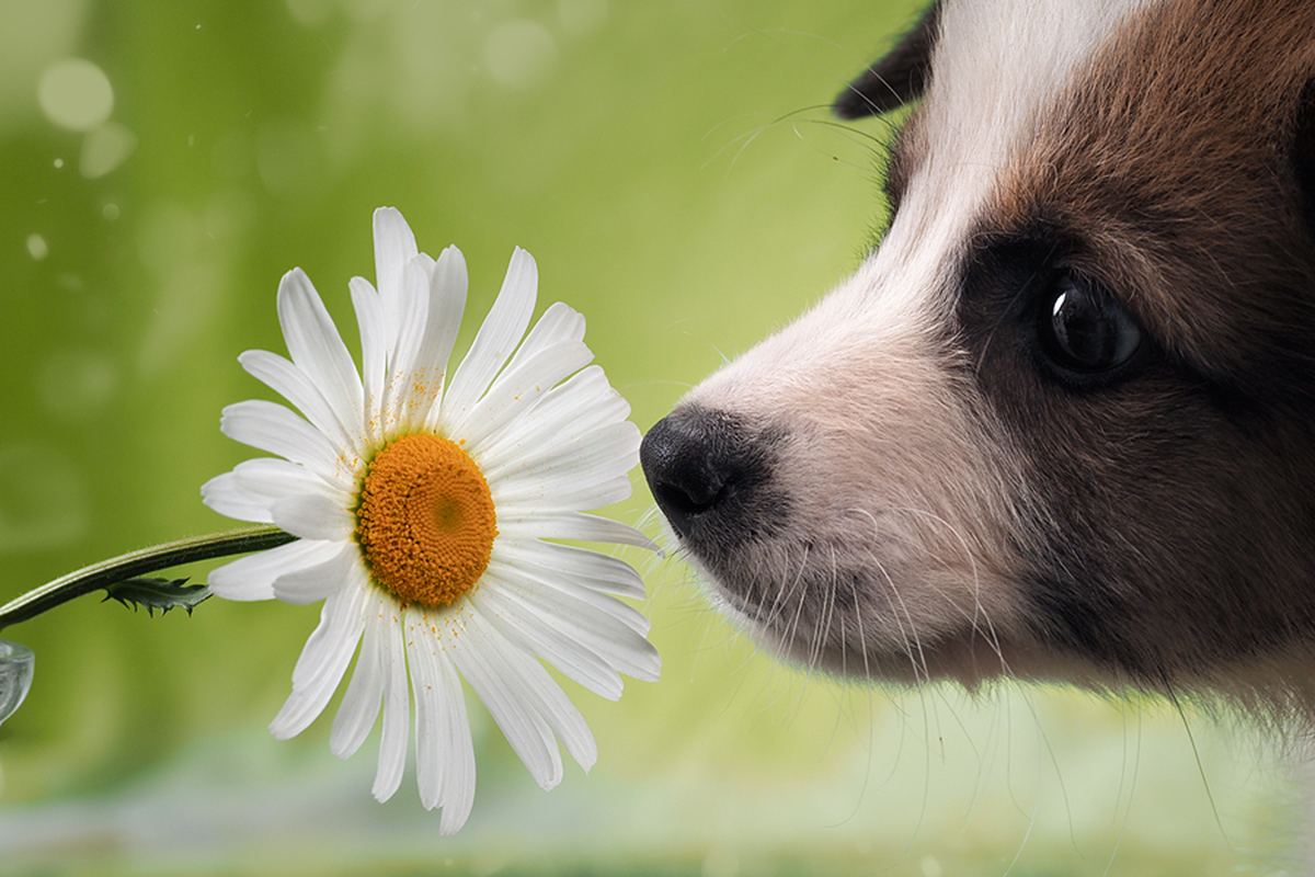 Dog Smelling The Flower Funny Puppy Face