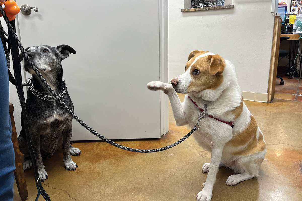Dogs on a leash