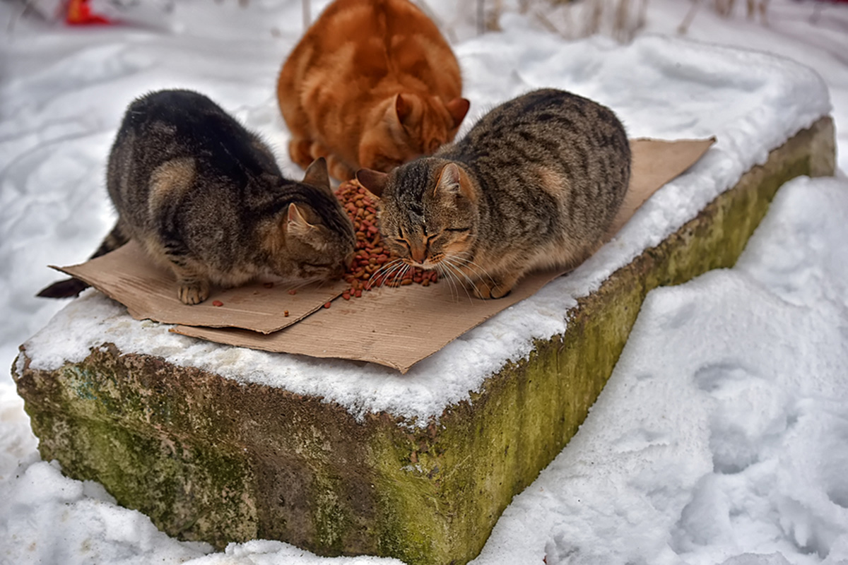 Hungry stray cats